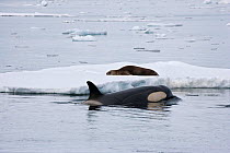 Killer Whale (Orcinus orca) observing Weddell Seal (Leptonychotes weddellii) in preparation to knock it from the ice by creating a wave. Marguerite Bay, Antarctic Peninsula, summer. Freeze Frame book...