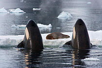 Killer Whales (Orcinus orca) spy-hopping to observe Weddell Seal (Leptonychotes weddellii) in preparation to knock it from the ice by creating a wave. Marguerite Bay, Antarctic Peninsula, summer. Free...