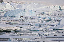 Killer Whale (Orcinus orca), member of a pod searching for Weddell Seals (Leptonychotes weddellii) among sea ice. Marguerite Bay, Antarctic Peninsula, summer. Freeze Frame book plate page 118-119.