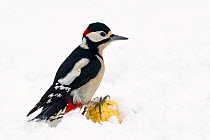 Great Spotted Woodpecker (Dendrocopos major) perched on wind fallen apple in snow. Hertfordshire, England, UK, February.
