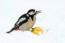 Great Spotted Woodpecker (Dendrocopos major) perched on wind-fallen apple in snow, calling. Hertfordshire, England, UK, February.