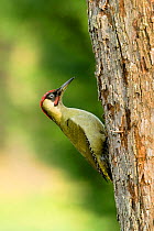 Green Woodpecker (Picus viridis) male perched on trunk of an apple tree. Hertfordshire, England, UK, October.
