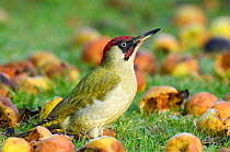 Green Woodpecker (Picus viridis) male on ground among wind-fallen apples. Hertfordshire, England, UK, January.