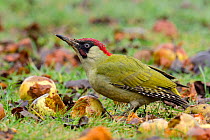 Green Woodpecker (Picus viridis) male among wind-fallen apples. Hertfordshire, England, UK, February.