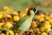Green Woodpecker (Picus viridis) male foraging on wind-fallen apples, calling in aggression display to deter other birds. Hertfordshire, England, UK, February.