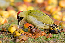 Green Woodpecker (Picus viridis) female feeding on wind-fallen apples. Hertfordshire, England, UK, February.