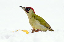 Green Woodpecker (Picus viridis) male in snow with apple. The ants on his beak are from a previous attack on an ant nest. Hertfordshire, England, UK. February.