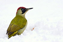 Green Woodpecker (Picus viridis) female looking for apples in snow. Hertfordshire, England, UK, February.