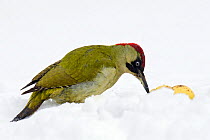 Green Woodpecker (Picus viridis) female feeding on apple she has uncovered from snow. Hertfordshire, England, UK, February.