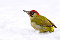 Green Woodpecker (Picus viridis) male on snow, calling. Hertfordshire, England, UK, February.