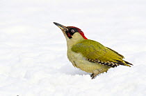 Green Woodpecker (Picus viridis) male on snow. Hertfordshire, England, UK, February.