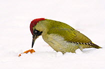 Green Woodpecker (Picus viridis) female foraging for fallen apples in snow. Hertfordshire, England, UK, February.