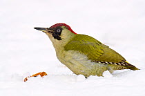 Green Woodpecker (Picus viridis) female foraging for fallen apples in snow. Hertfordshire, England, UK, February.