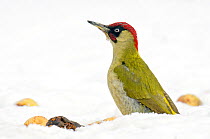 Green Woodpecker (Picus viridis) male looking alert among fallen apples in snow. Hertfordshire, England, UK, February.