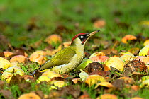 Green Woodpecker (Picus viridis) male in alert posture among apples on ground. Hertfordshire, England, UK, October.