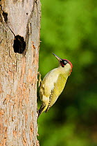 Green Woodpecker (Picus viridis) male by old nest hole in apple tree. Hertfordshire, England, UK, November.