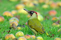 Green Woodpecker (Picus viridis) male in alert posture among fallen apples. Hertfordshire, England, UK, December.