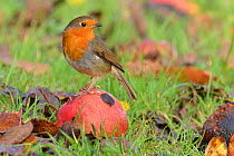 Robin (Erithacus rubecula) perched on wind fallen apple in orchard. Hertfordshire, England, UK, November.