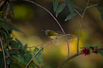Green-tailed Sunbird (Aethopyga nipalensis), Gangtok, Sikkim, India