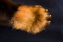 Red panda (Ailurus fulgens), detail of foreleg and paw, underside of paw, captive