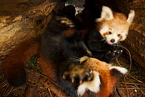 Red panda (Ailurus fulgens), cubs playing in breeding den, captive