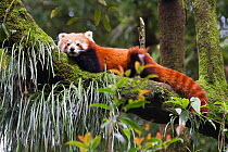 Red panda (Ailurus fulgens), resting up in tree, Darjeeling, West Bengal, India, captive