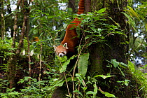 Red panda (Ailurus fulgens), climbing down tree, Darjeeling, India, captive