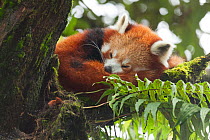 Red panda (Ailurus fulgens), sleeping in tree, Darjeeling, India, captive