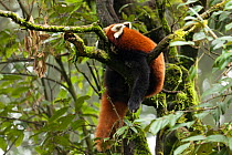 Red panda (Ailurus fulgens), sleeping in tree, Darjeeling, West Bengal, India, captive