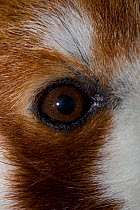Red panda (Ailurus fulgens), close up of eye detail, captive