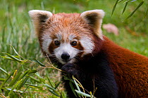 Red panda (Ailurus fulgens), feeding on bamboo, captive