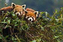Red panda (Ailurus fulgens), pair resting in tree during monsoon season, Gangtok, Sikkim, India, captive