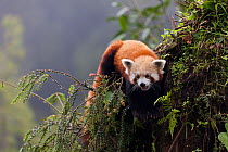 Red panda (Ailurus fulgens), climbing in tree, Gangtok, Sikkim, India, captive