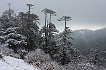 Red panda (Ailurus fulgens) habitat with Fir (Abies densa) in winter, Kangchenchonga area, Sandakphu, West Bengal, India