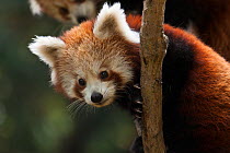 Red panda (Ailurus fulgens), portrait of youngster, captive