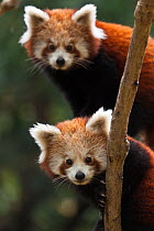 Red panda (Ailurus fulgens), two young cubs, captive