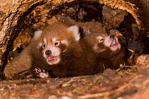 Red panda (Ailurus fulgens), cubs 46 days old in breeding den, captive