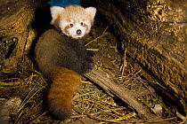 Red panda (Ailurus fulgens), cub in breeding den, captive