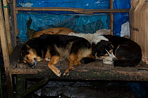 Stray domestic dogs sleeping in empty sales stall, Darjeeling, West Bengal, India