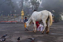 Morning scene with children feeding lone horse and pigeons, Darjeeling, West Bengal, India 2010