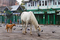 Morning scene with lone horse feeding on grain amongst pigeons and stray dog, Darjeeling, West Bengal, India 2010