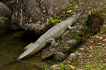 Indian gharial (Gavialis gangeticus) Itanagar, Arunachal, India, captive