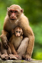 Assam macaque female with young (Macaca assamensis), Melli, West Bengal, India
