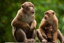 Assam macaques with young (Macaca assamensis), Melli, West Bengal, India