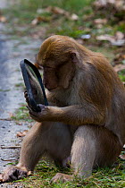Assam macaque (Macaca assamensis) playing with a driving mirror, Melli, West Bengal, India