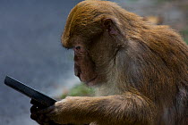 Assam macaque (Macaca assamensis) looking at reflection in  a driving wing mirror, Melli, West Bengal, India