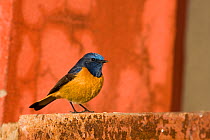 Blue fronted redstart (Phoenicurus frontalis) Lumla, Arunachal, India