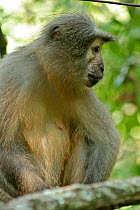Sanje Mangabey Monkey (Cercocebus galeritus sanjei) sitting. Mizimu area, Sonjo Valley, Udzungwa Mountains National Park, Tanzania. Endangered species