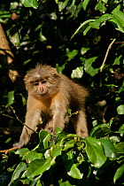 Sanje Mangabey Monkey (Cercocebus galeritus sanjei) adult female in canopy. Mizimu area, Sonjo Valley, Udzungwa Mountains National Park, Tanzania. Endangered species