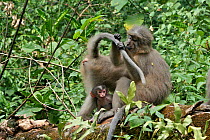 Sanje Mangabey Monkey (Cercocebus galeritus sanjei) grooming group member's tail, with baby at her feet. Mizimu area, Sonjo Valley, Udzungwa Mountains National Park, Tanzania. Endangered species